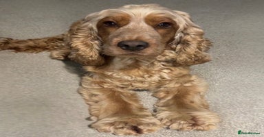 Cocker Spaniel dogs - Advert 11