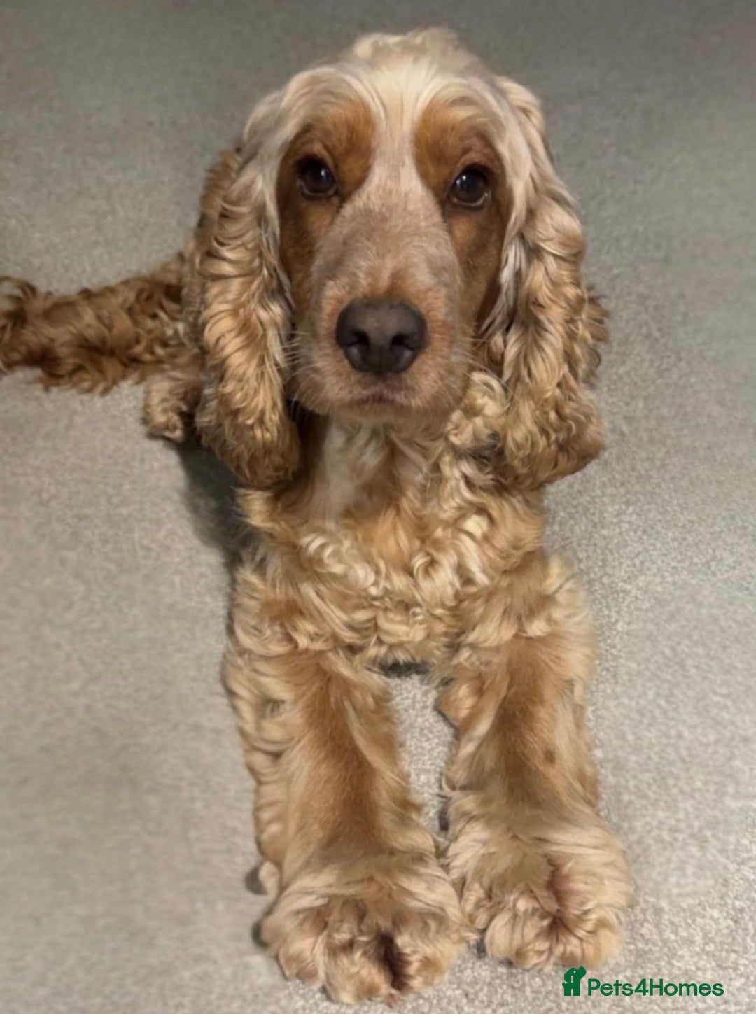 Cocker Spaniel dogs for sale: Adult KC Reg Girl  - Image 2