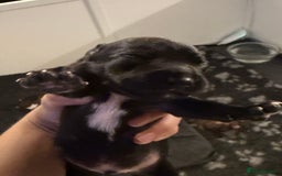Mixed Breed dogs for sale: French bulldog/terrier cross  - Image 14