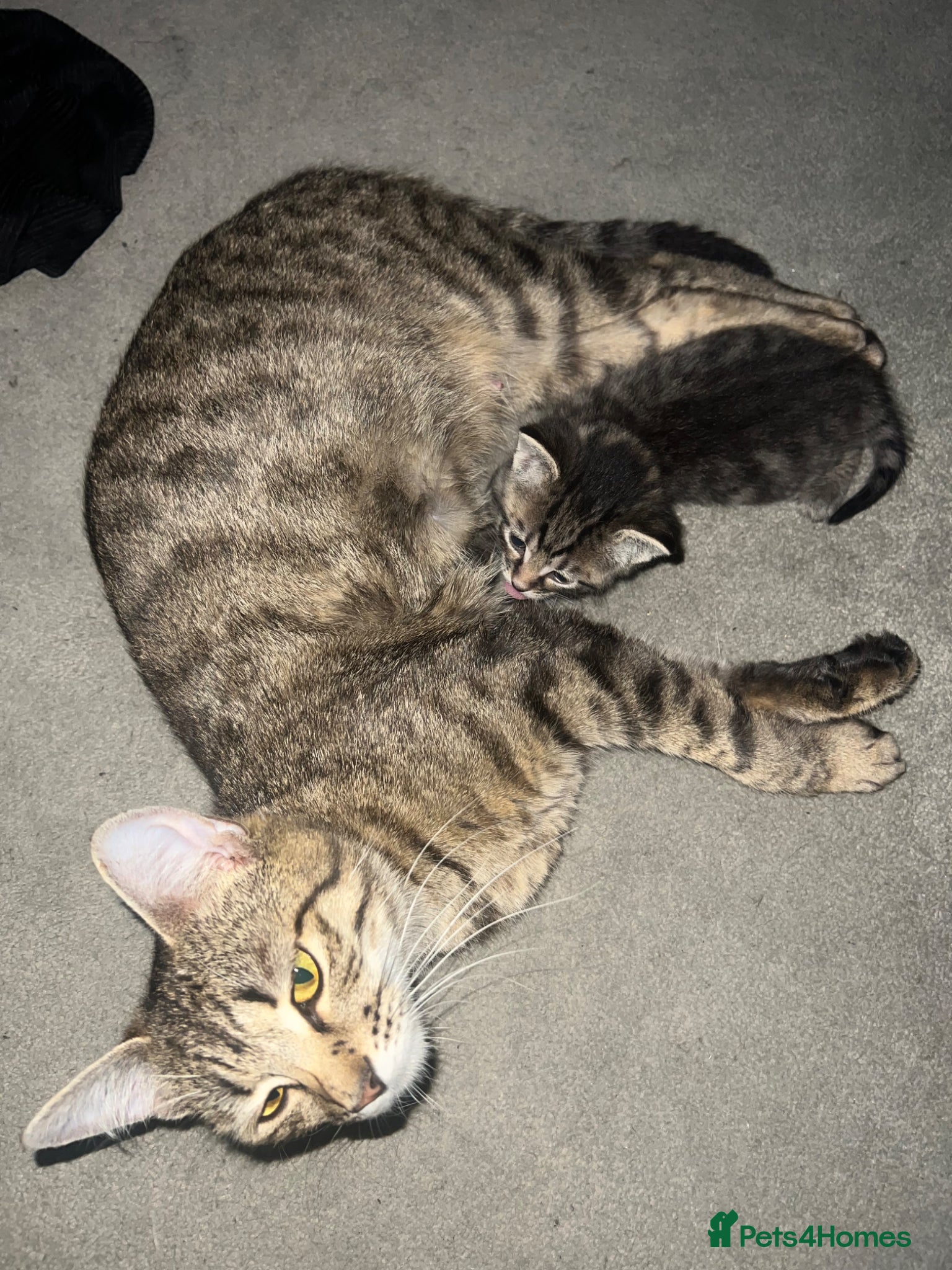 Mixed Breed cats Mixed Bengal kittens  - Advert 2