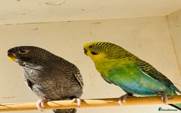 Budgerigars birds for sale: Rare budgies breeding pairs  - Image 2