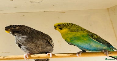 Budgerigars birds - Advert 6