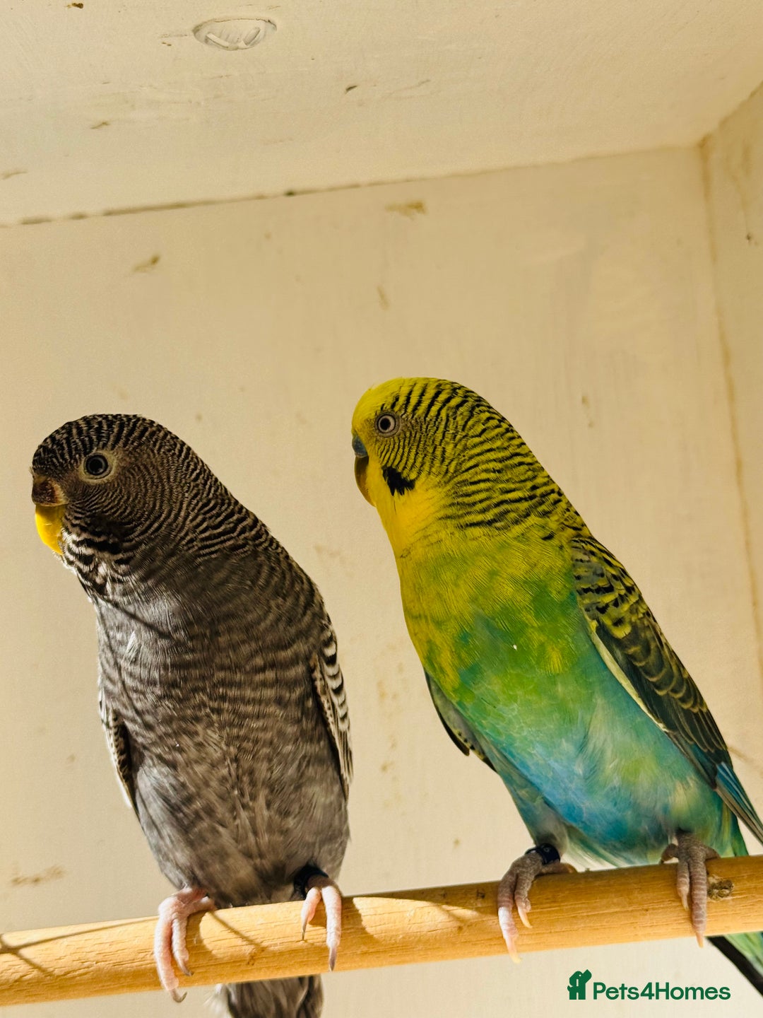 Budgerigars birds for sale: Rare budgies breeding pairs  - Image 2