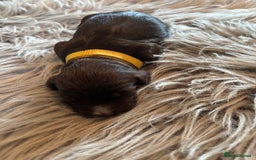 Cockapoo dogs for sale: 5 Chunky Miniature Cockapoos - Image 10