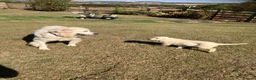 Golden Retriever dogs for sale: Kc beautiful girl  - Advert 12