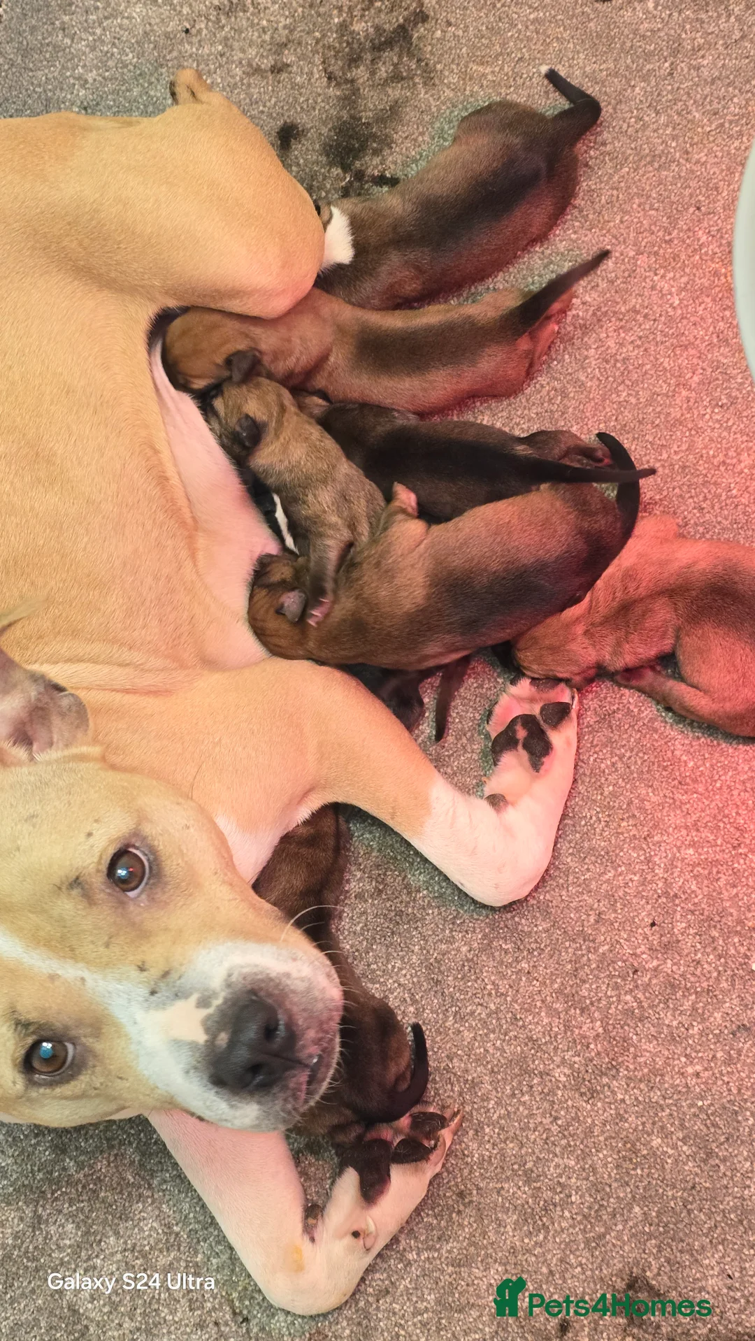 Mixed Breed dogs for sale: Reduced bullherders proven lines  - Advert 7