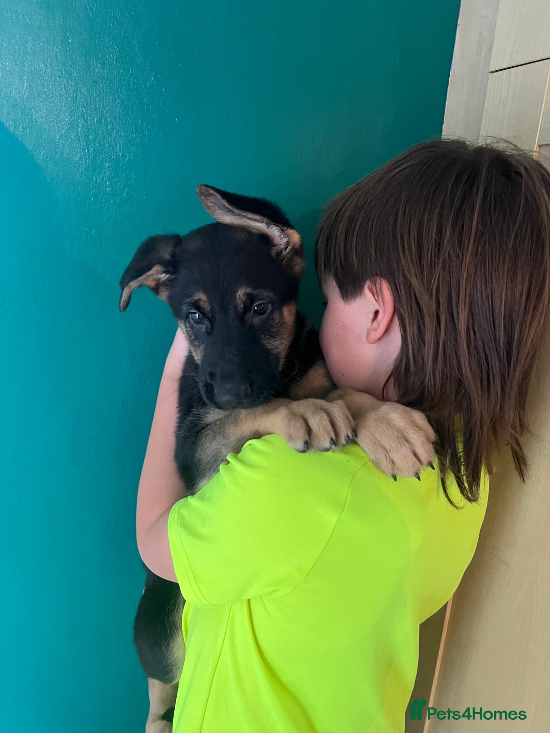 German Shepherd dogs for sale: German Shepherd Puppies  - Image 14