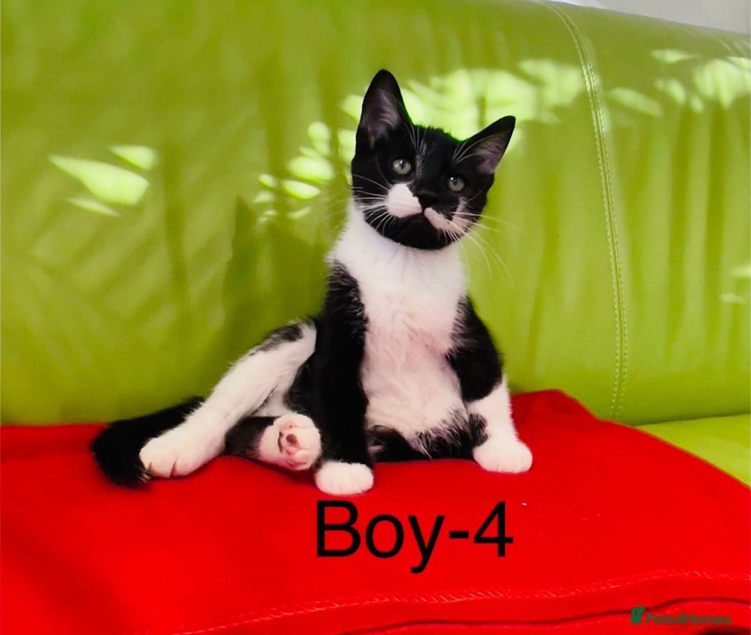 Mixed Breed cats for sale: Beautiful ,clever ,healthy village Kittens - Image 28