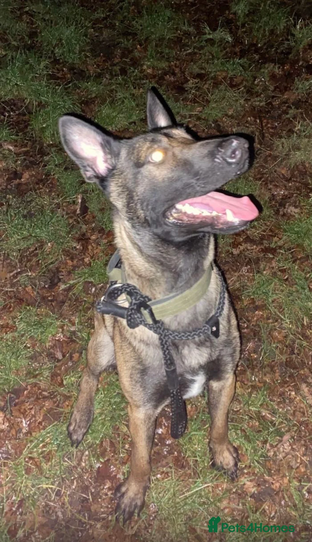 Belgian Shepherd Dog dogs for stud: Belgian malinois ⚡️Amiri proven stud✅ - Advert 2