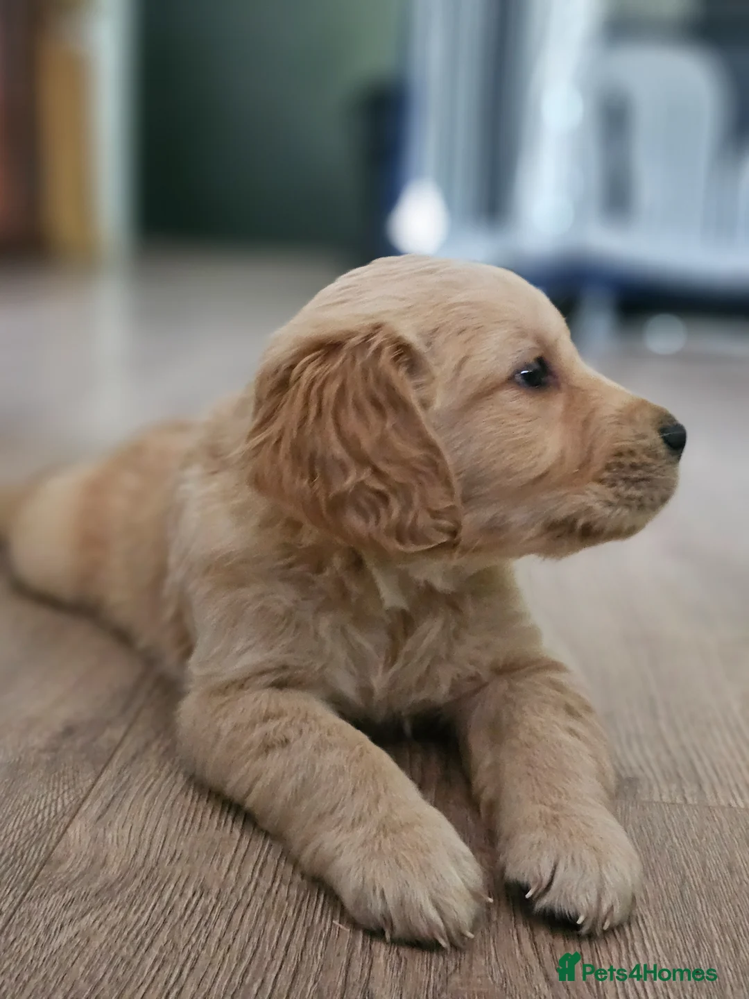 Golden Retriever dogs for sale: ✨Beautiful Golden Retrievers puppies! ✨ - Advert 2