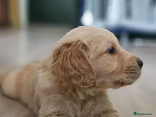 Golden Retriever dogs ✨Beautiful Golden Retrievers puppies! ✨ - Advert 3