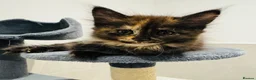 Maine Coon cats for sale: Absolutely gorgeous Maine Coon cross Kittens - Advert 22