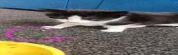 Mixed Breed cats for sale: Kittens  - Advert 3