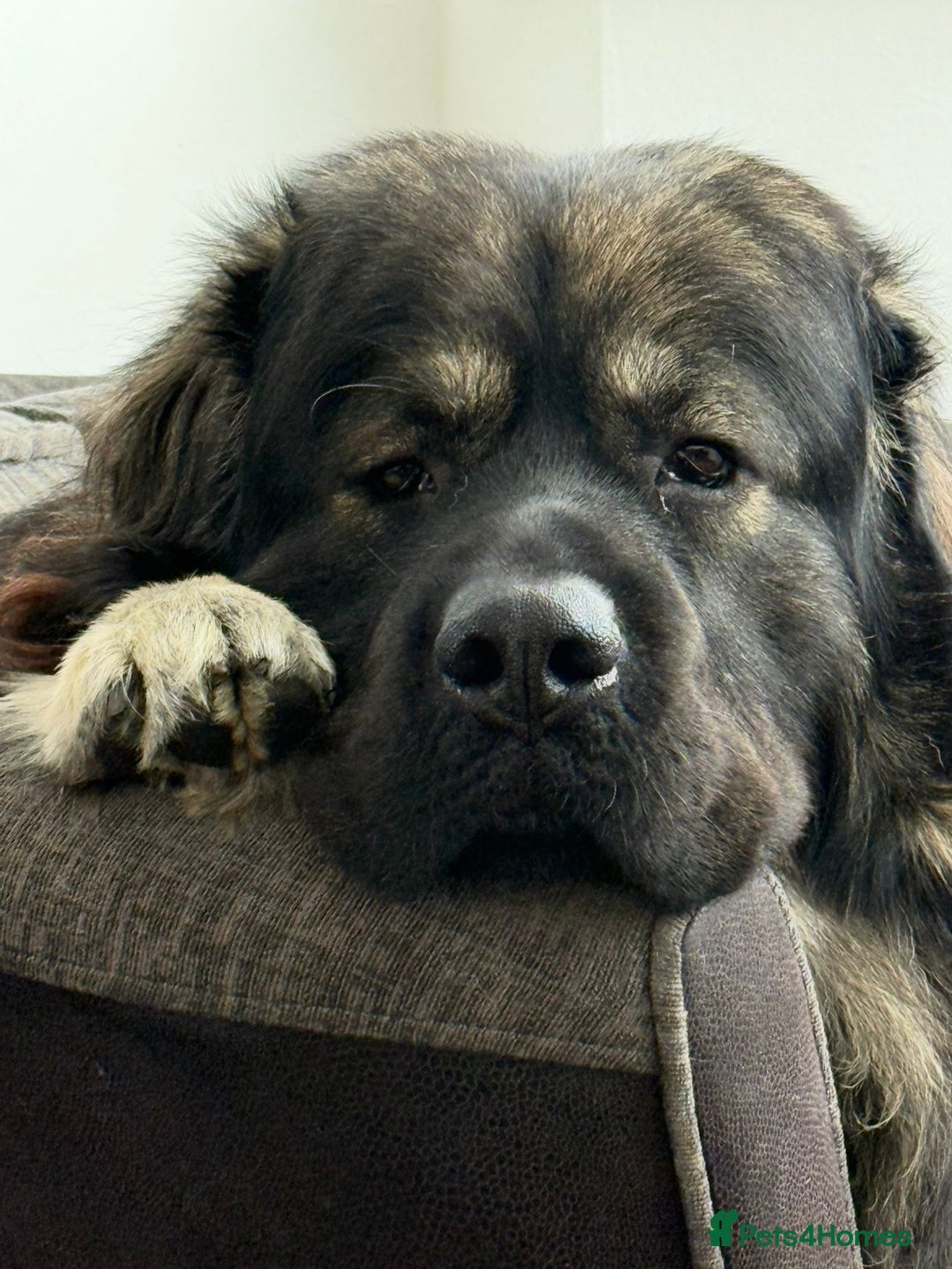 Caucasian Shepherd Dog dogs for stud: Caucasian Shepherd Dog for Stud - Advert 4