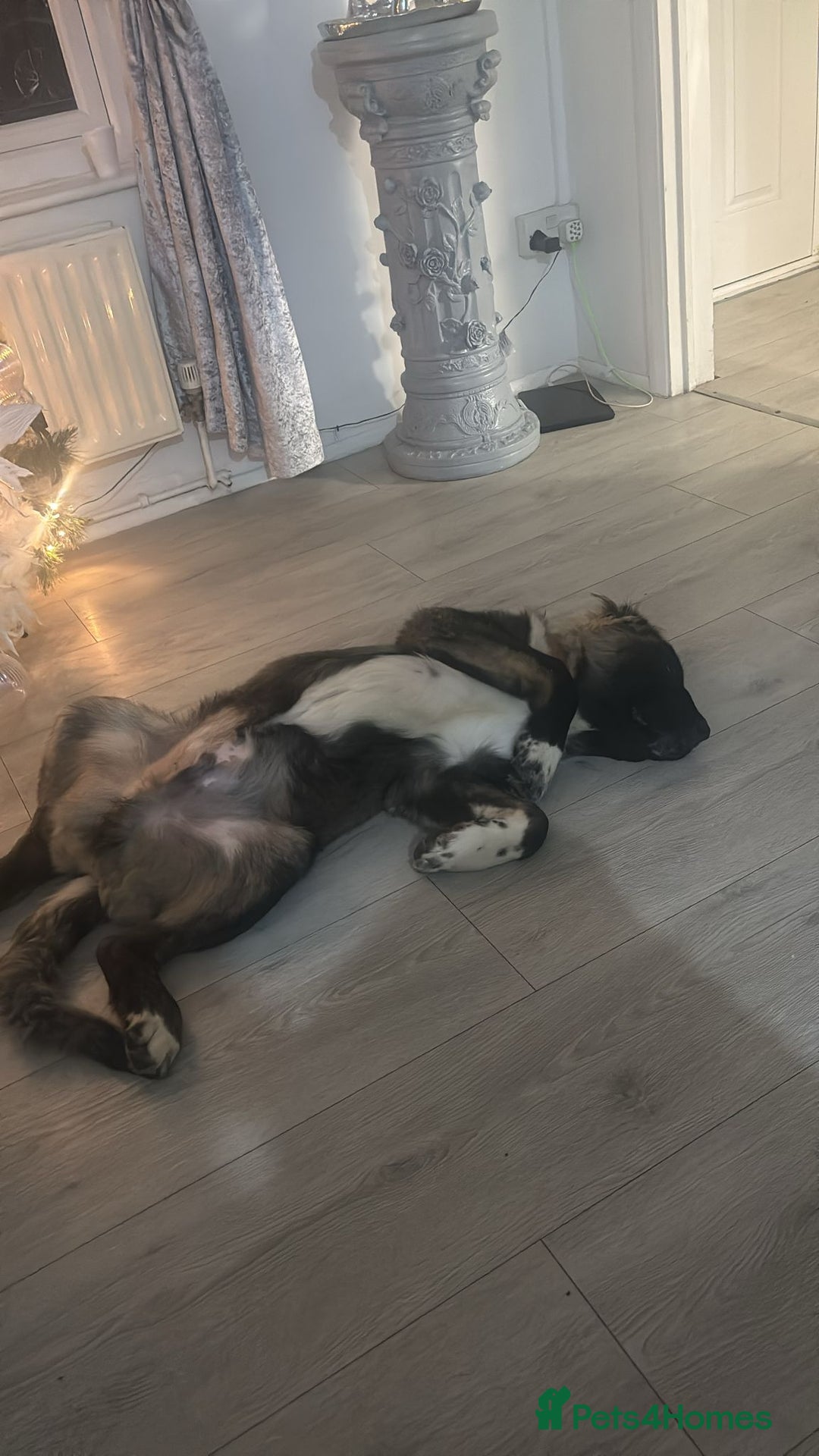 Caucasian Shepherd Dog dogs for sale: Loverly  Caucasian shepherd boy 5 months  - Advert 2