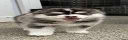 Pomsky dogs for sale: F4 Pomsky Puppies  - Advert 13