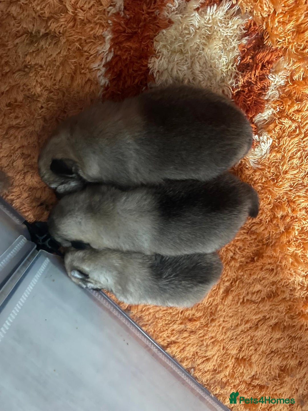 Pomeranian dogs for sale: RARE colour CHAMPION line Pomeranian puppy Pup - Advert 13