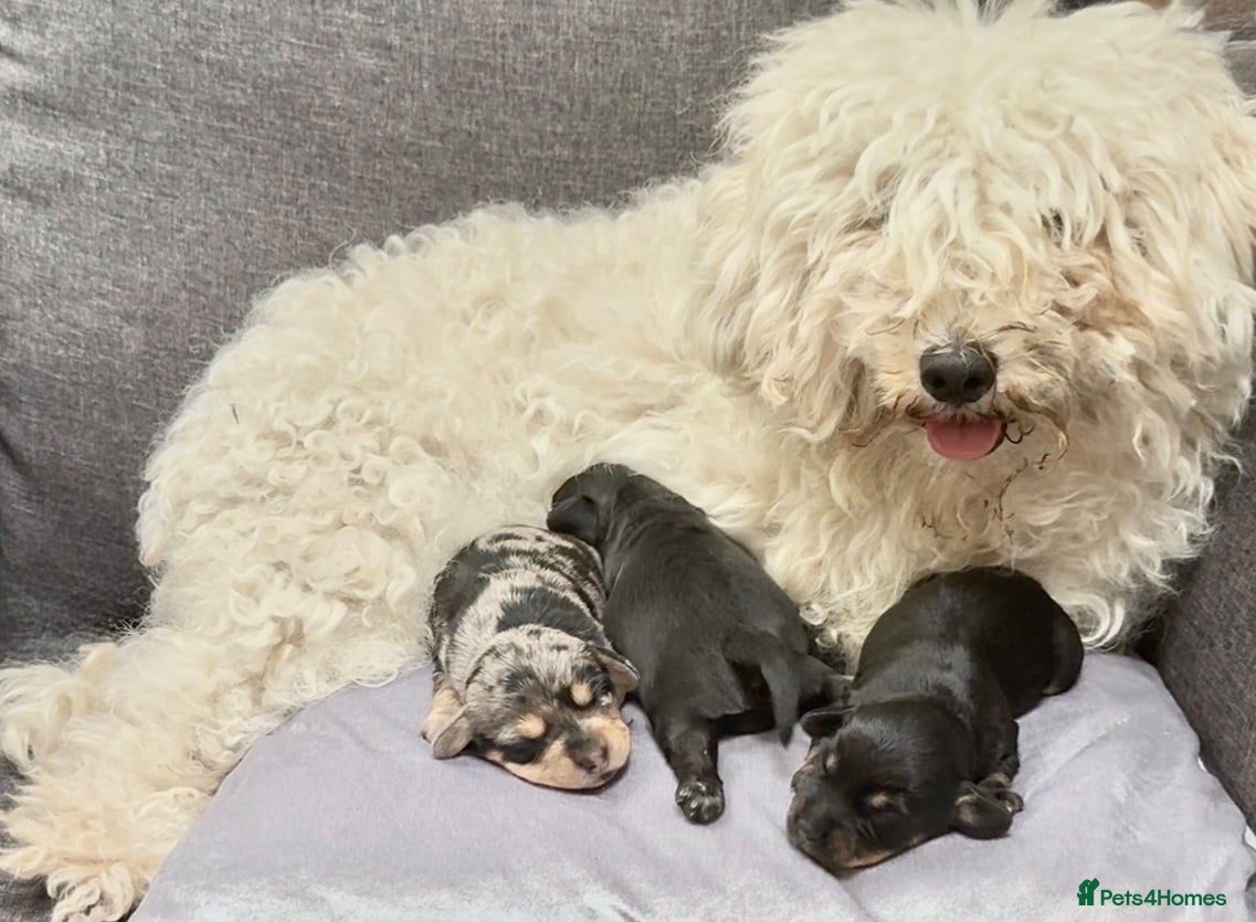 Doxiepoo dogs Doxiepoo puppies (minature) - Advert 4