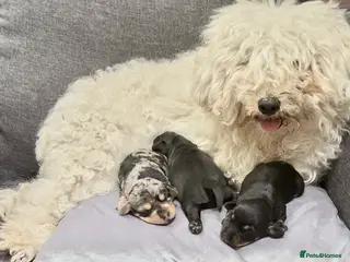 Doxiepoo dogs Doxiepoo puppies (minature) - Advert 3