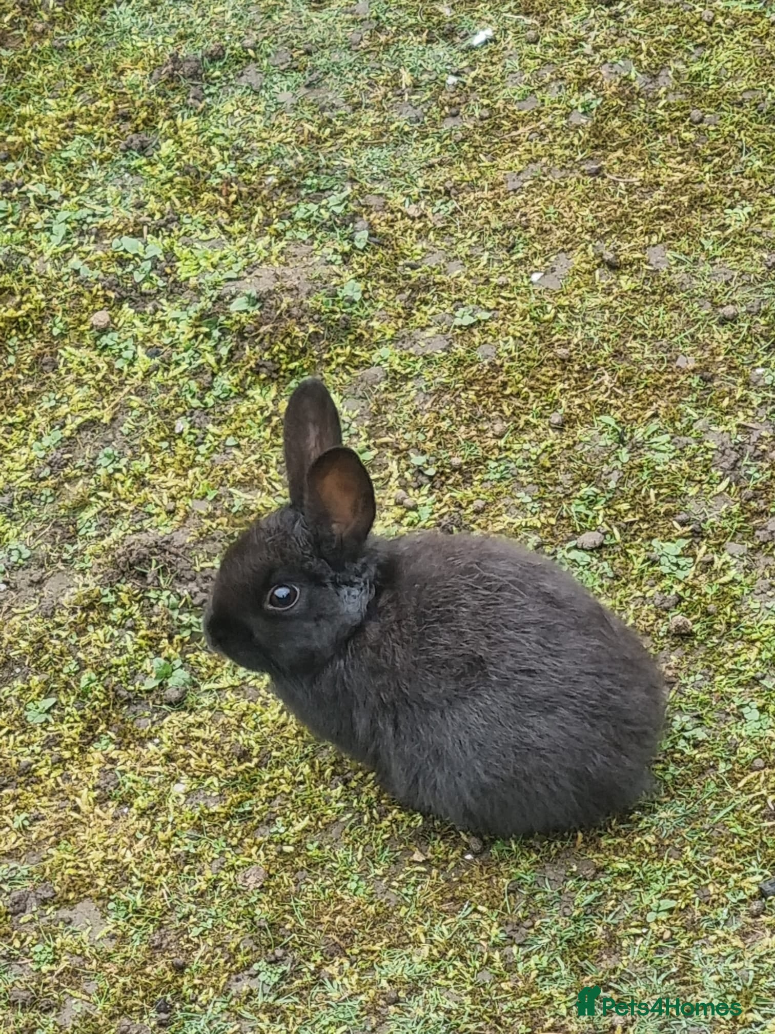 Mixed Breed rabbits Selling 2 Baby Rabbits - Advert 18