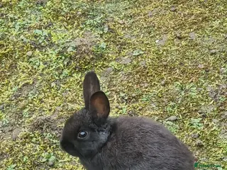 Mixed Breed rabbits Selling 2 Baby Rabbits - Advert 18