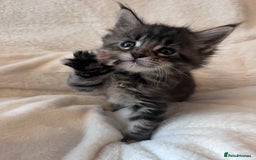 Maine Coon cats for sale: Maine coon kitten  - Image 6