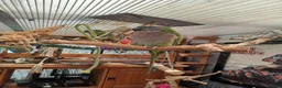 Mixed Breed birds for sale: Derbyian reducing my flock in birds photos availab in Rowley Regis - Advert 2