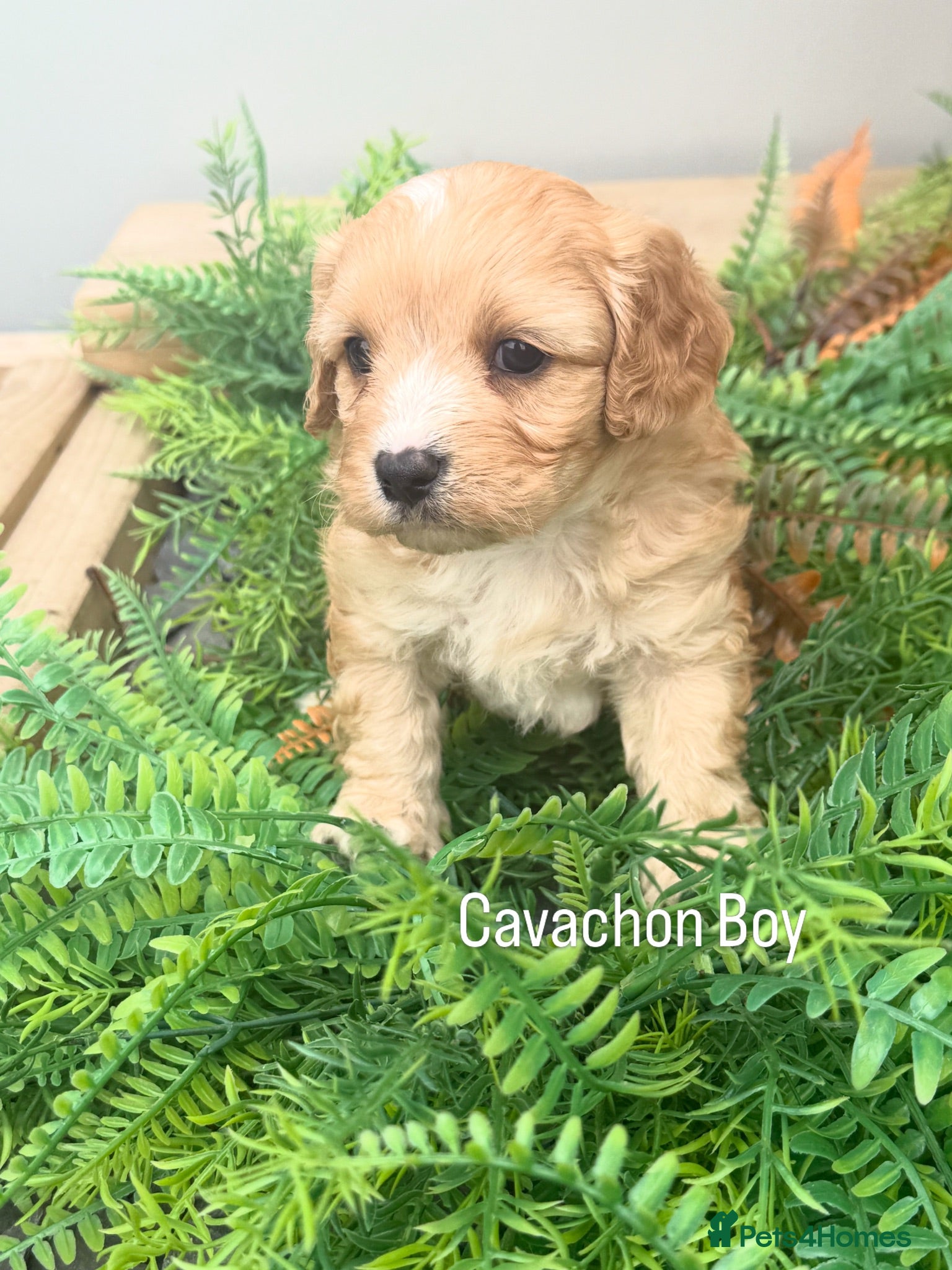 Cavachon dogs Gorgeous  Cavachon’s - Advert 1