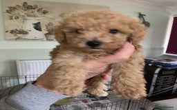 Schnoodle dogs for sale: Miniture schnoodle puppies!! - Advert 6