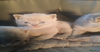 British Shorthair cats - Advert 16
