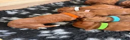 Cockapoo dogs for sale: 🐶💕 F1B COCKERPOO PUPPIES HAVE ARRIVED! 💕 - Advert 24