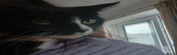 Mixed Breed cats for sale: 3 black and white kittens  in Peterborough - Advert 10