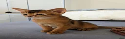 Abyssinian cats for sale: 🩵🩵Boy🩵🩵 show class kitten 🐾 - Advert 3