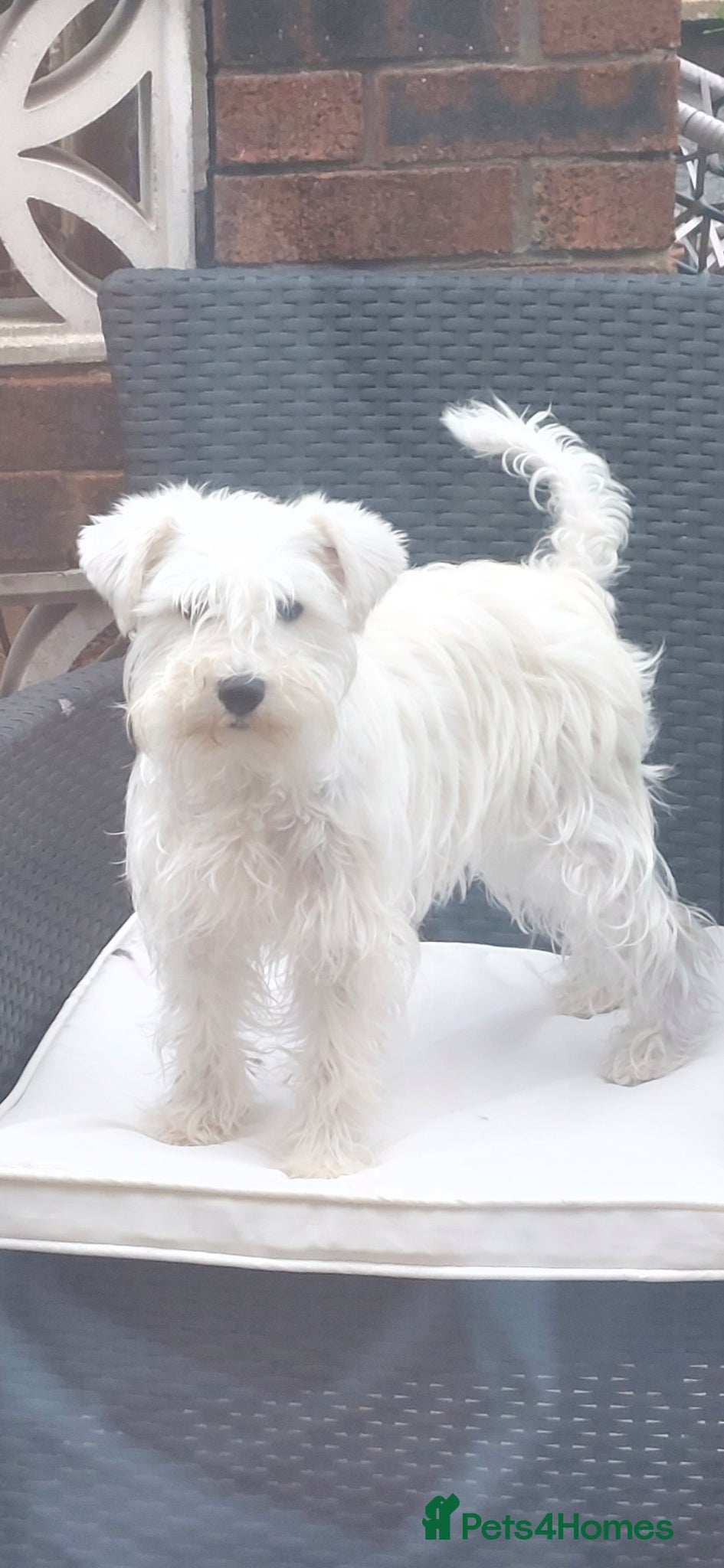 Miniature Schnauzer dogs White Miniature Schnauzer Puppies - Advert 1