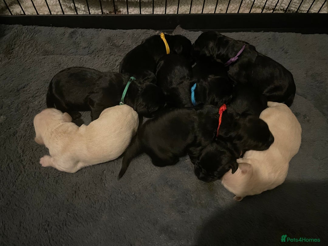 Goldador dogs for sale: Extensively health tested Goldador puppies - Image 14