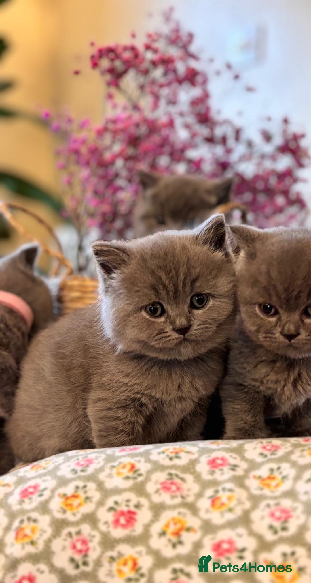 British Shorthair cats for sale: GCCF Champion British Shorthair  - Advert 8
