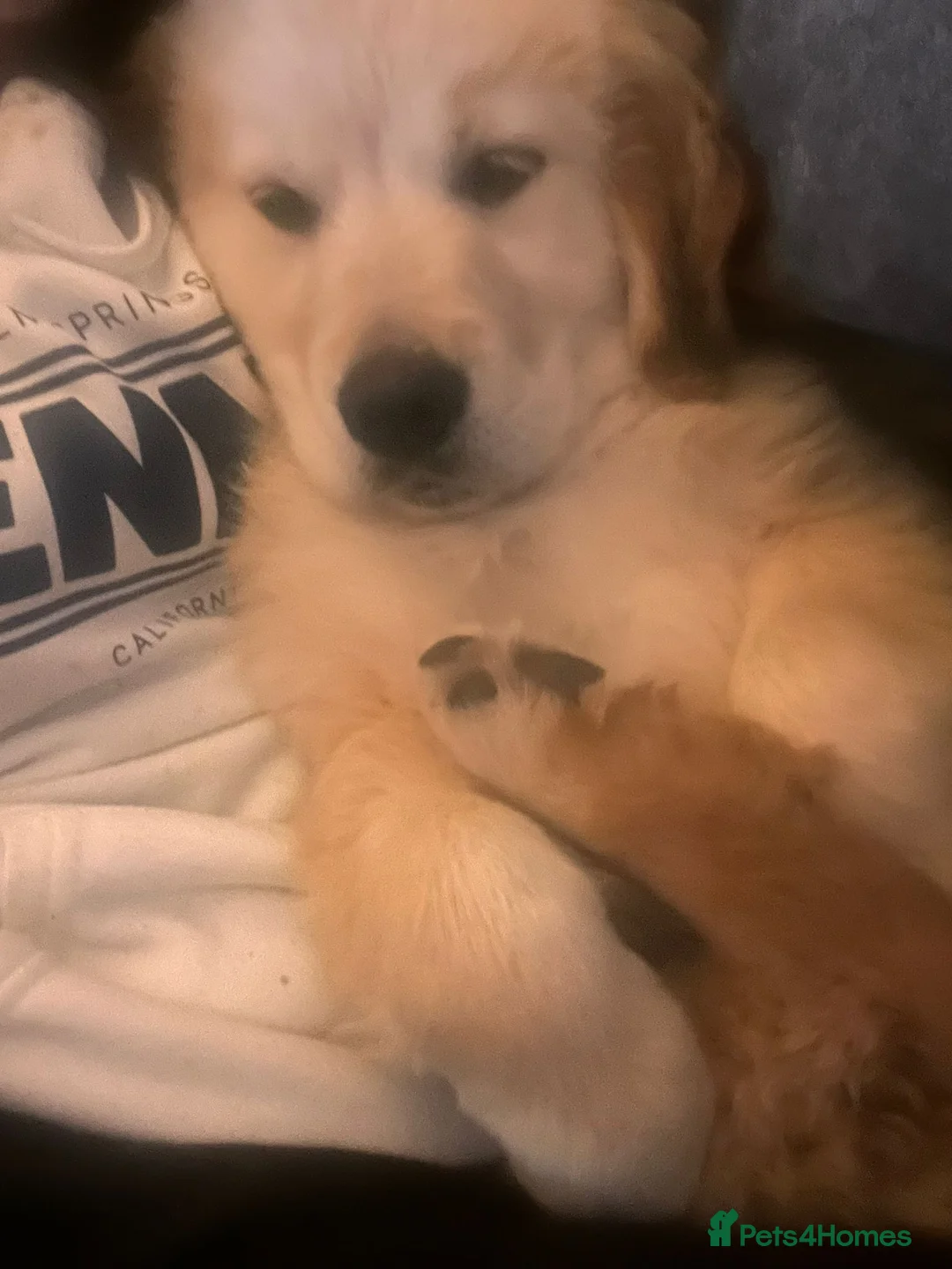 Golden Retriever dogs for sale: beautiful male 11 week golden retriever  - Advert 9