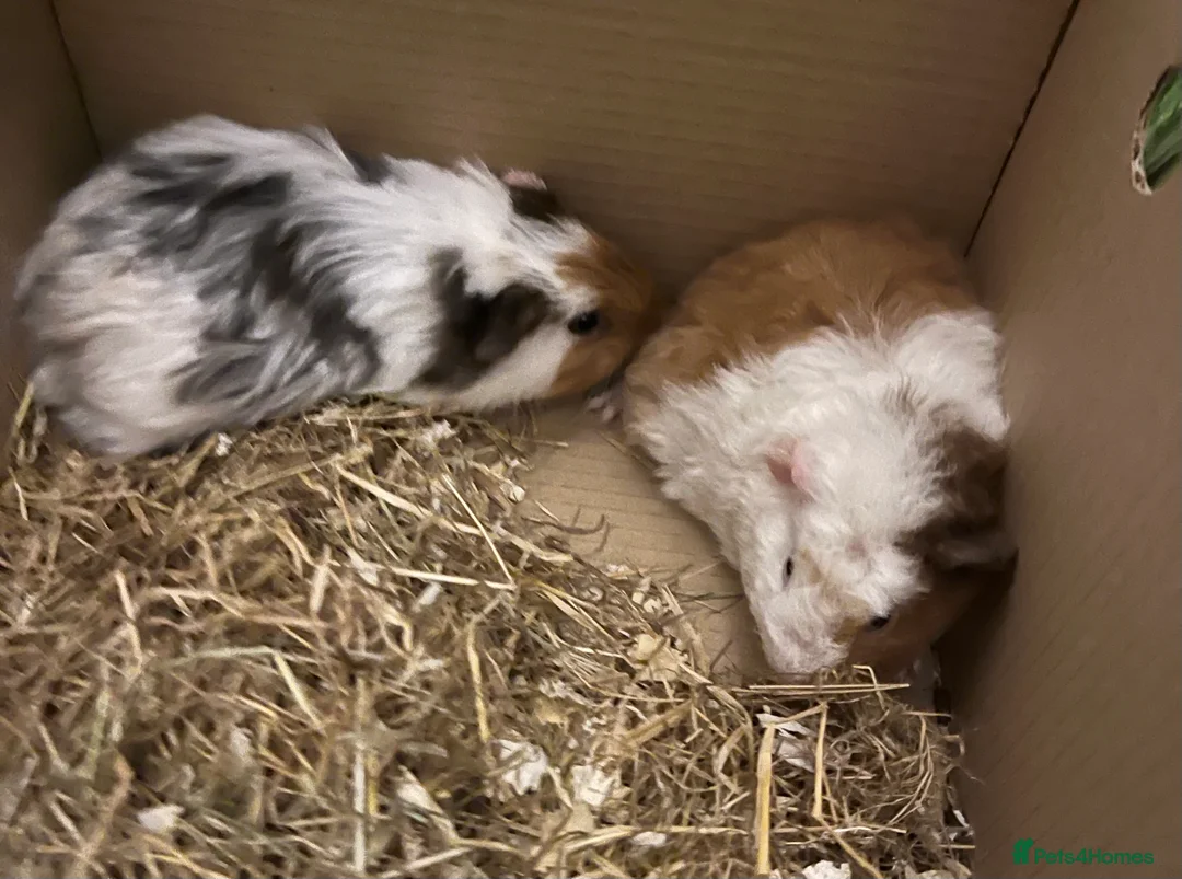 Guinea Pig rodents for sale: 2 male guinea pigs  - Advert 1