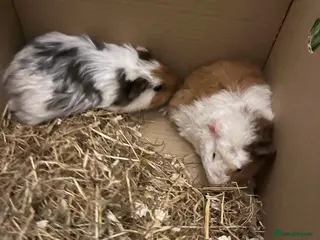 Guinea Pig rodents 2 male guinea pigs - Advert 1