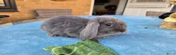 Mini Lop rabbits for sale: Mini Lops in Cambridge - Advert 11