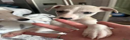 Whippet dogs for sale: Amazing whippet puppies  - Advert 19