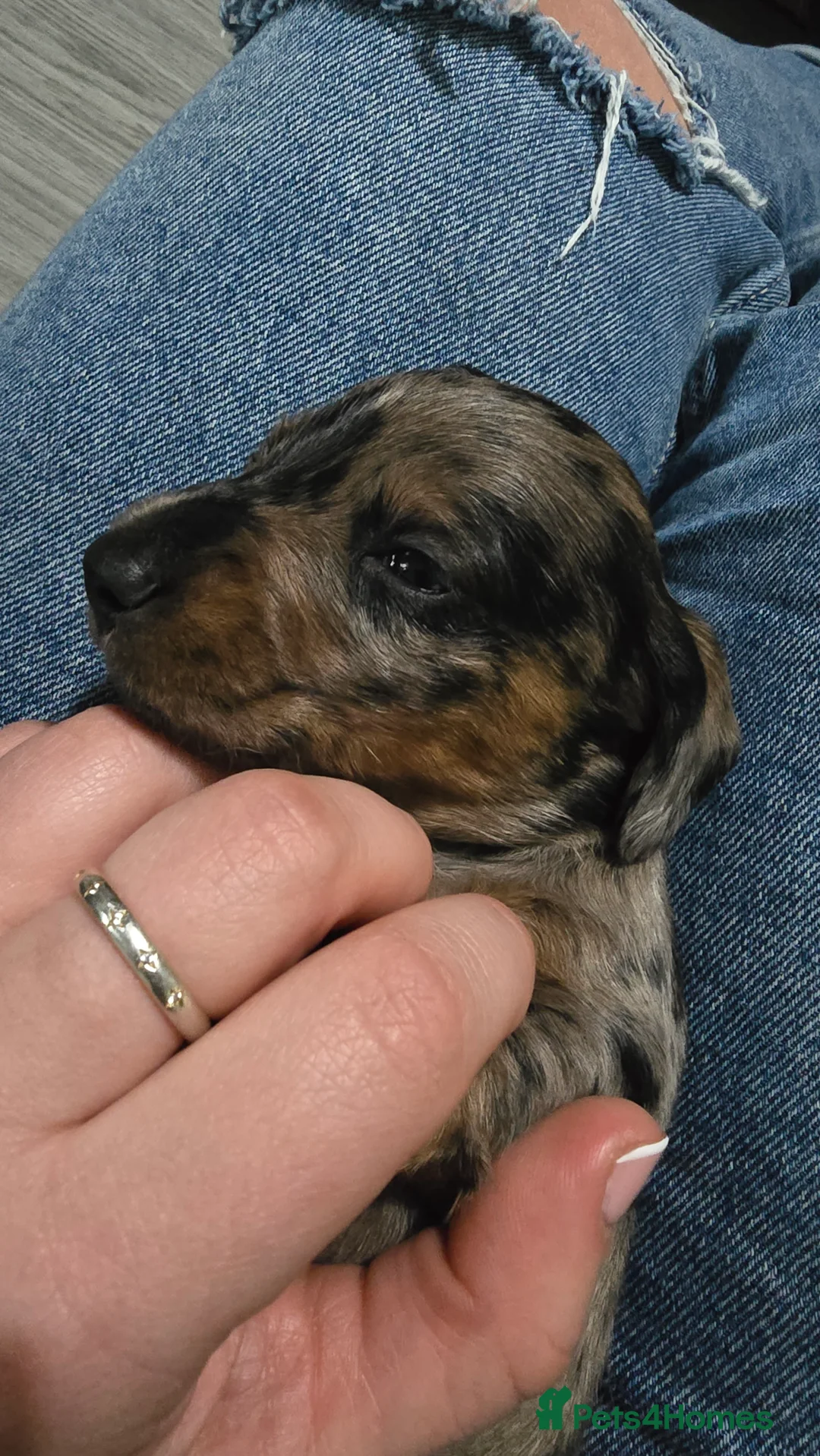 Dachshund dogs for sale: 4 beautiful dachshund puppies  - Advert 7