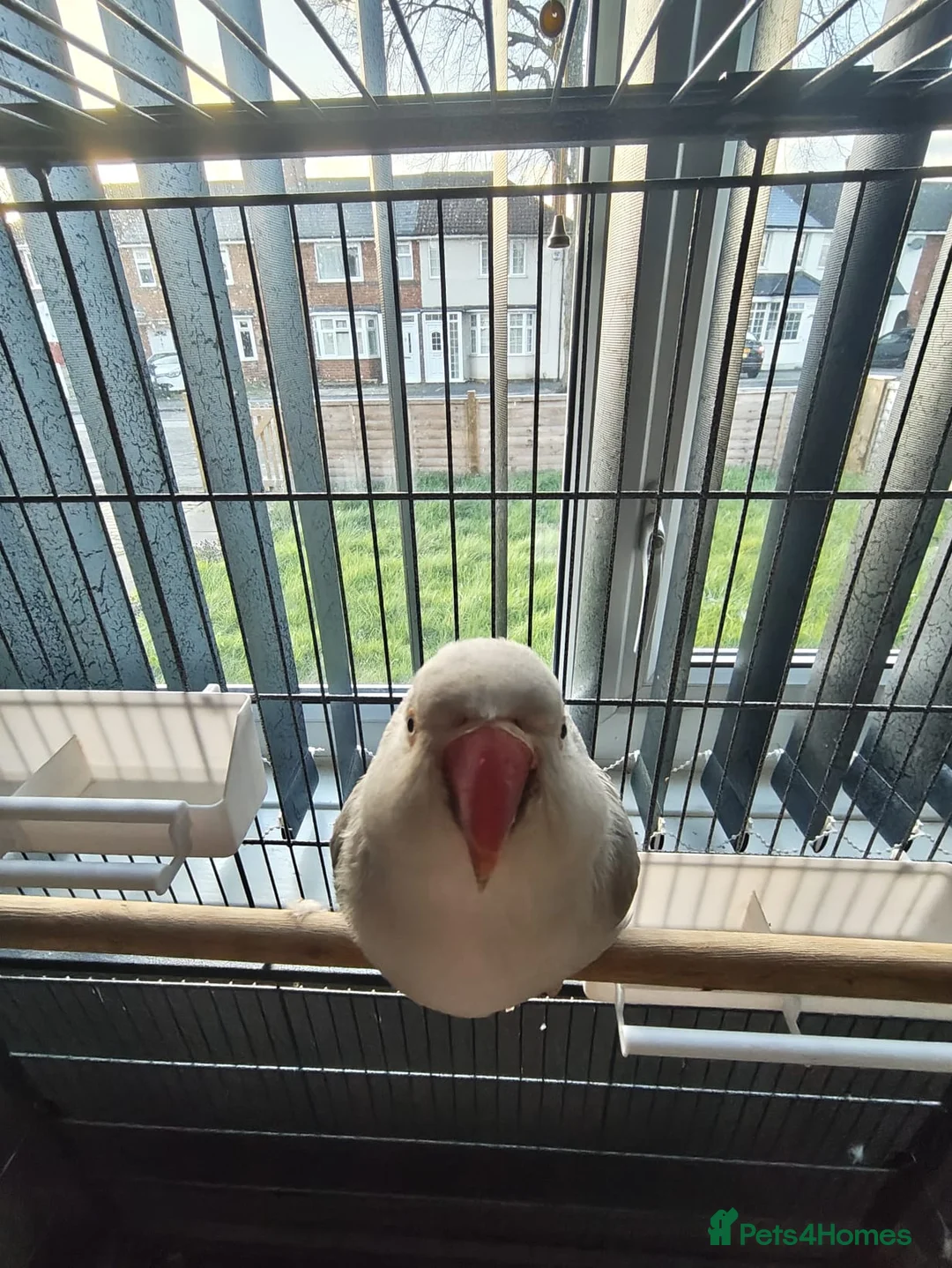 Parrots birds for sale: Grey ringneck parrot in Birmingham - Advert 2