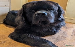Mixed Breed dogs for sale: 🐾Loving Home Wanted – Newfoundland x St Bernard🐾 - Image 4
