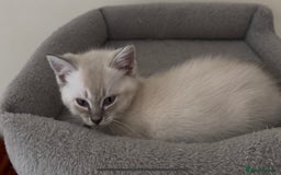 Mixed Breed cats for sale: Lynx Point Girl - Image 2