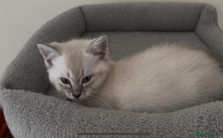 Mixed Breed cats - Advert 1