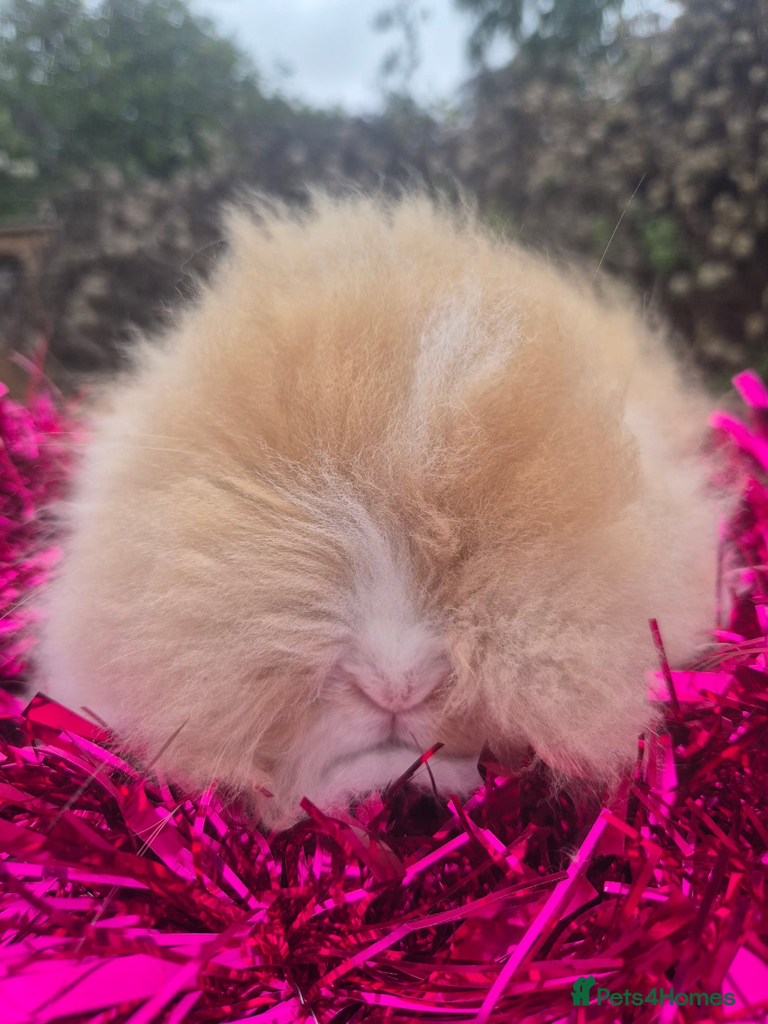 Angora rabbits for sale: Teddydwerg babies 💓💙 READY NOW 😍  - Advert 7
