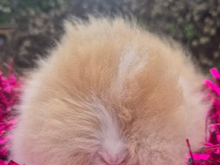 Angora rabbits Teddydwerg babies 💓💙 READY NOW 😍 - Advert 2
