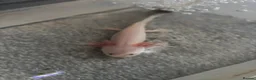 Axolotl reptiles for sale: Albino & Leucistic Axolotl  - Advert 5