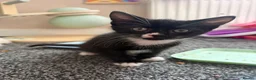 Mixed Breed cats for sale: 5 kittens for sale.  in Ashford - Advert 3
